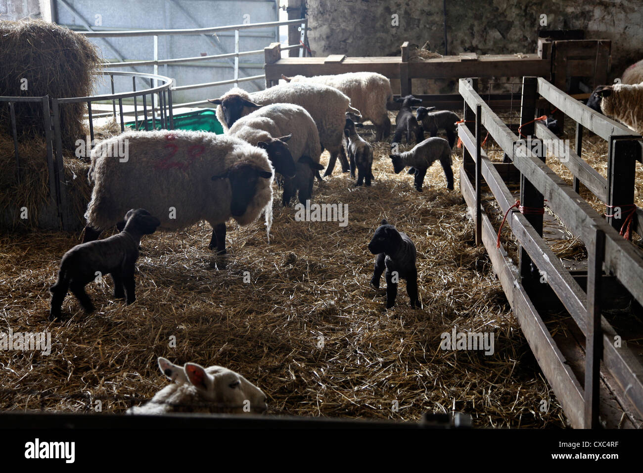 Las ovejas y corderos en una granja de Dartmoor, Devon, Inglaterra, Reino Unido, Europa Foto de stock