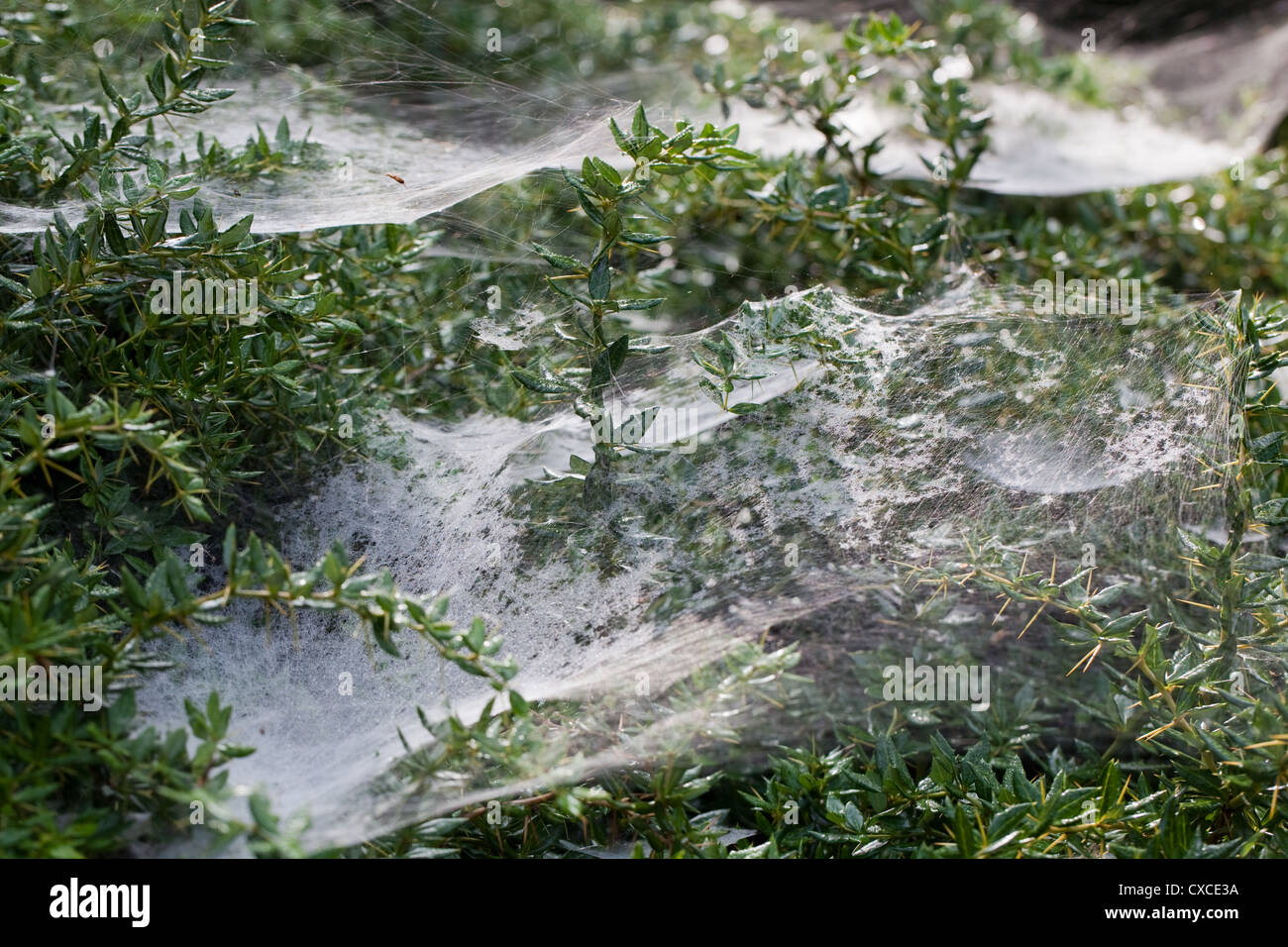 'Dinero' o 'Saraña araña Linyphid heetweaver' (sp. ) Varias webs hamaca extendiéndose a través de ramas de arbusto de jardín. Foto de stock
