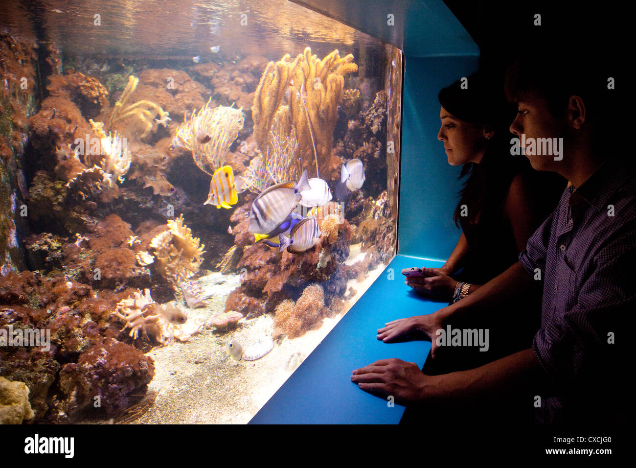Los adolescentes mirando a los peces, la Vida del Mar el Acuario de Londres, Londres, Reino Unido Foto de stock