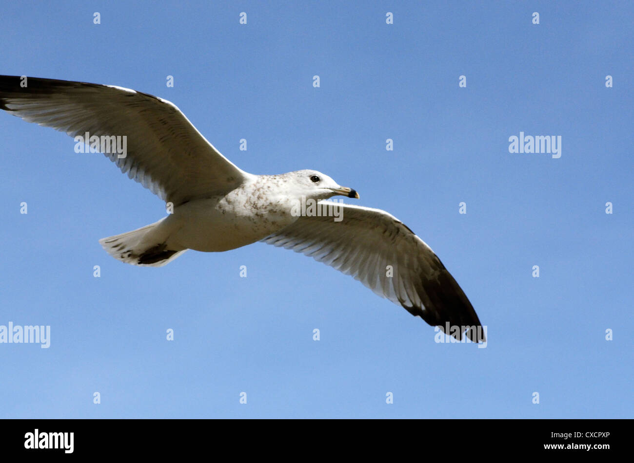 Ring facturó Gaviota en vuelo Foto de stock