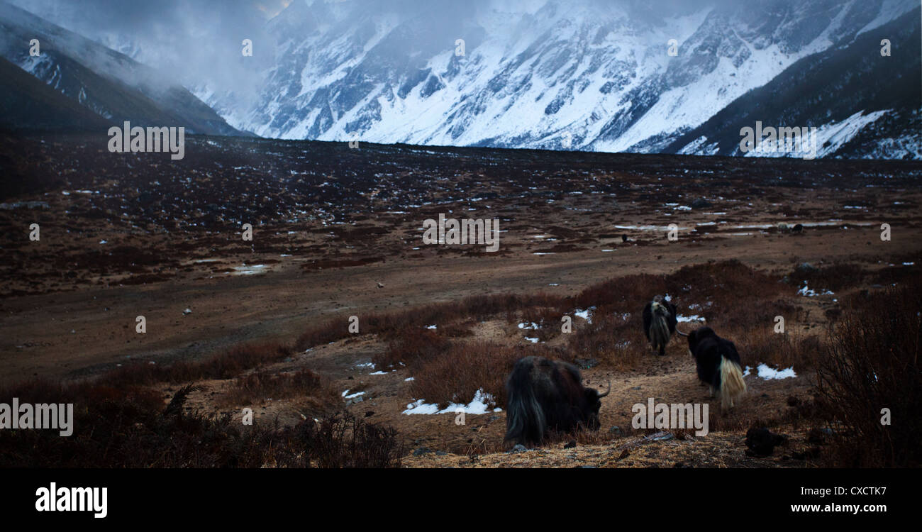 Los yaks, Bos grunniens, pastoreo en un vacío valle rodeado por montañas cubiertas de nieve, Langtang valle, Nepal Foto de stock