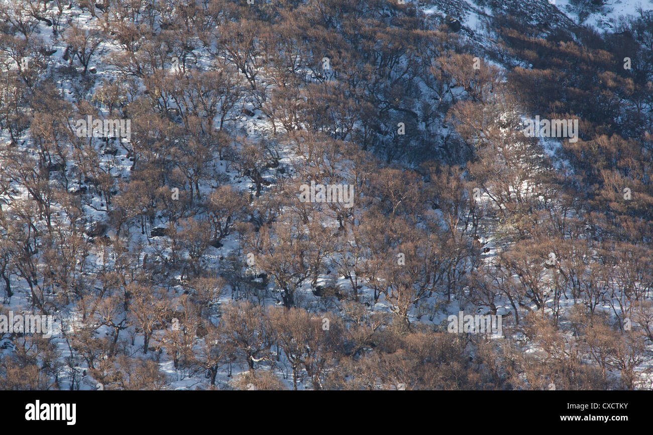 Árboles de hoja caduca en la ladera de una montaña cubierta de nieve, Langtang valle, Nepal Foto de stock