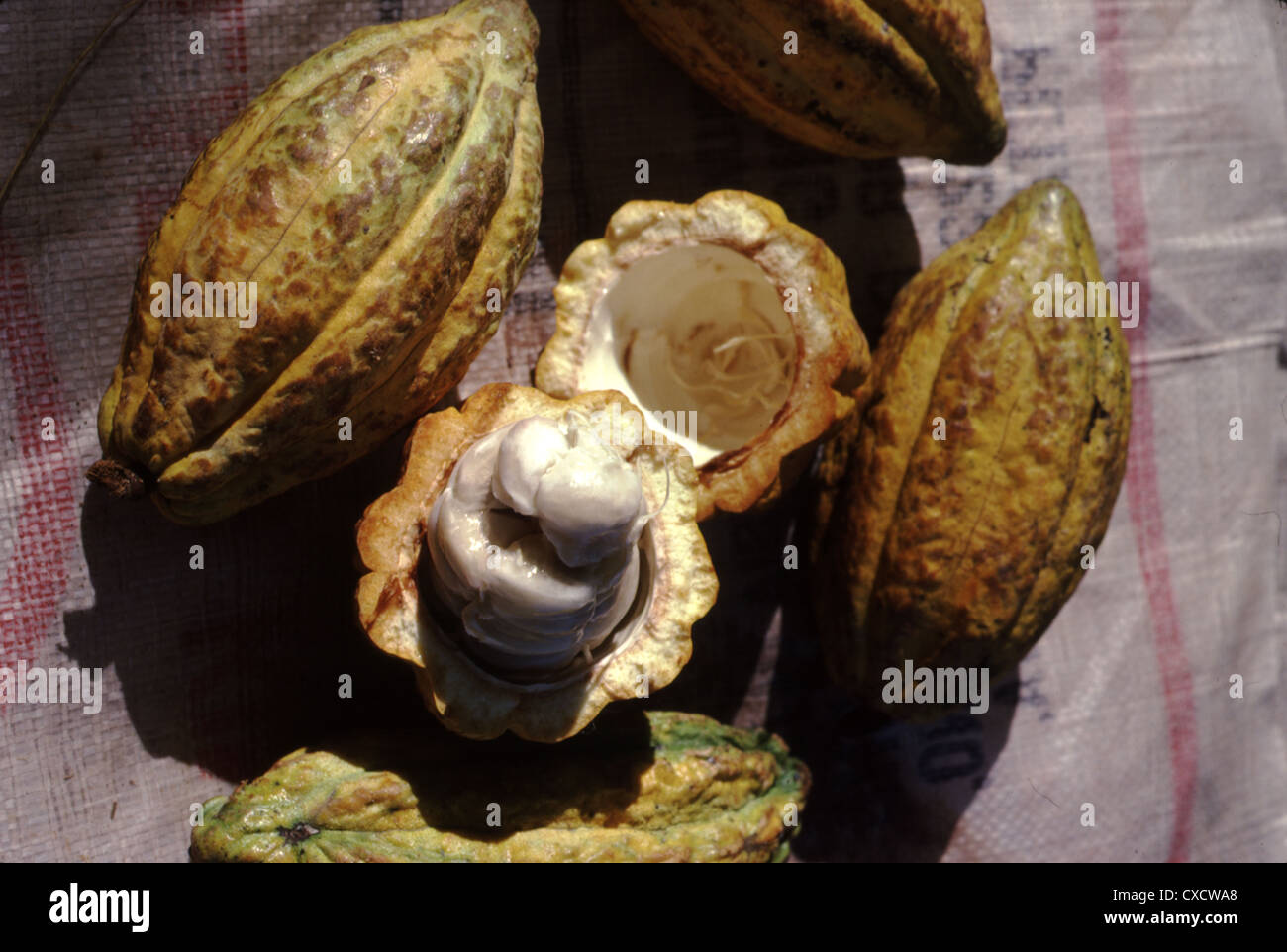 Una vaina de cacao se agrieta abierta revelando la pulpa, Malasia Foto de stock