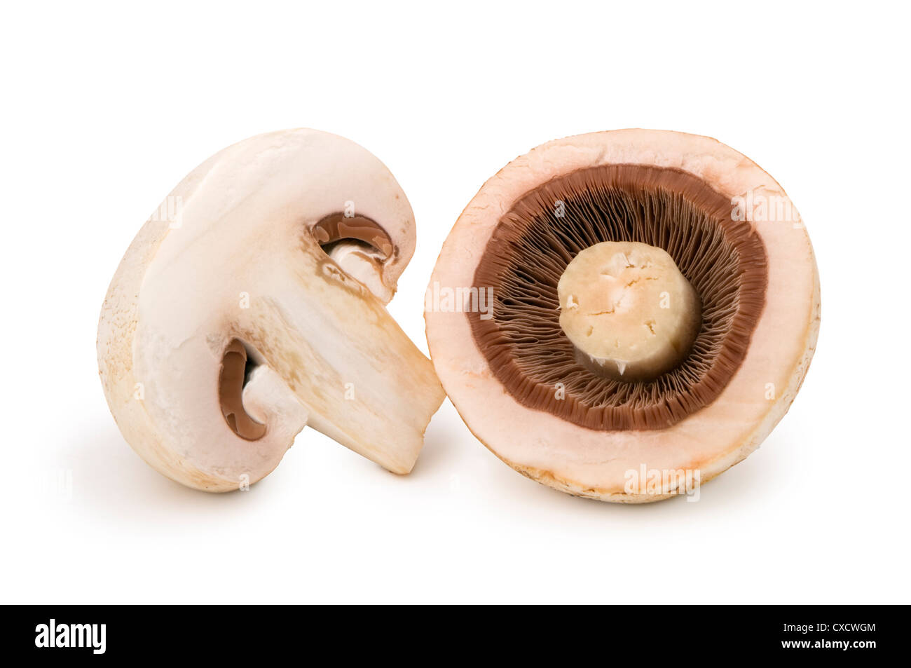 Las dos mitades del hongo champignon, aislado sobre fondo blanco. Foto de stock