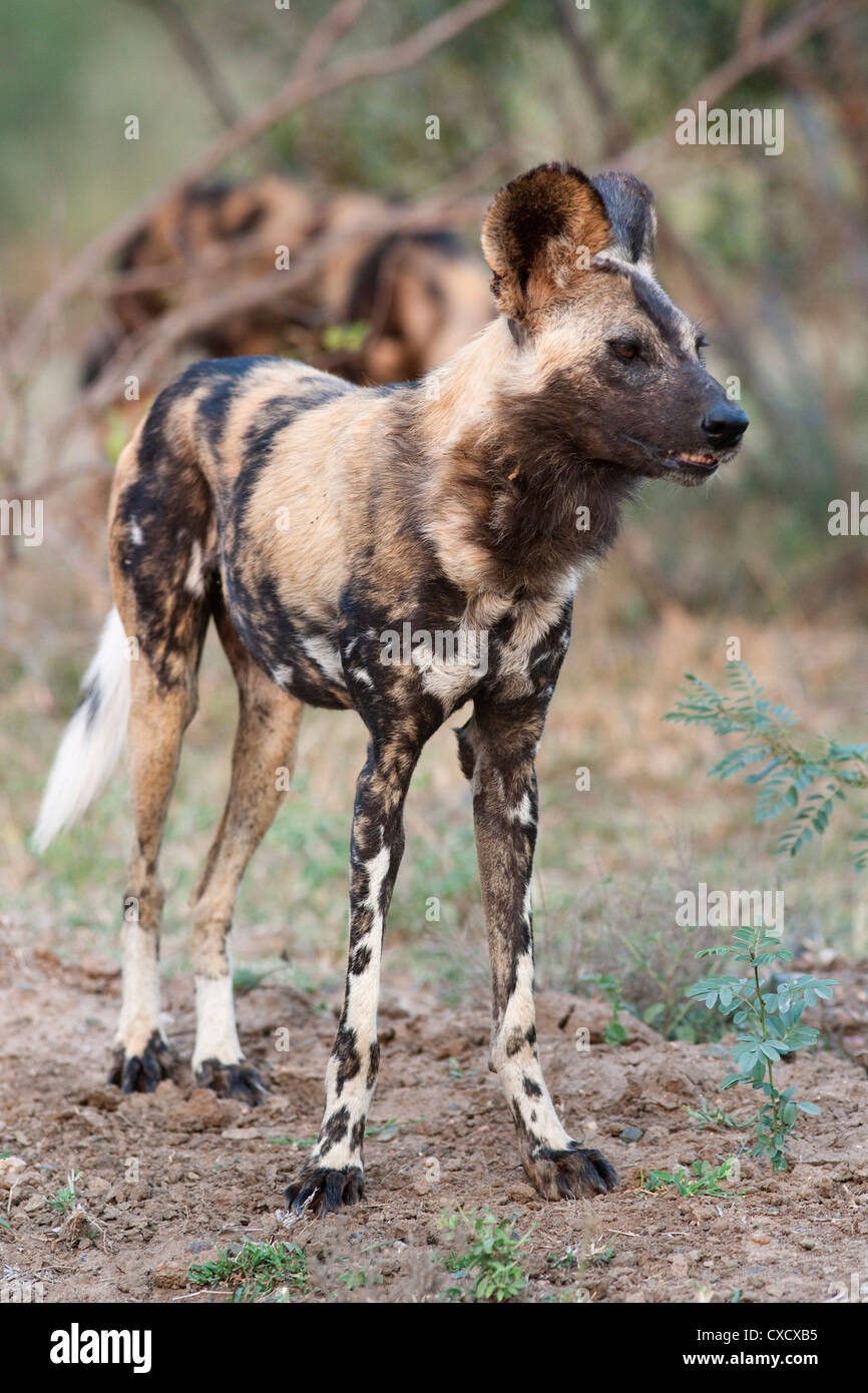 Perro salvaje africano (Lycaon pictus), el Parque Nacional Kruger, Sudáfrica, África Foto de stock