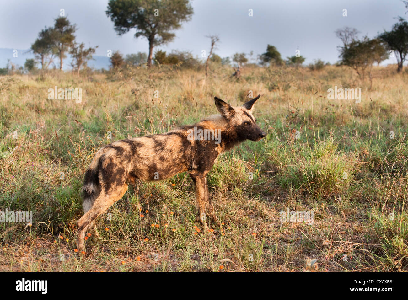 Perro salvaje africano (Lycaon pictus), el Parque Nacional Kruger, Sudáfrica, África Foto de stock