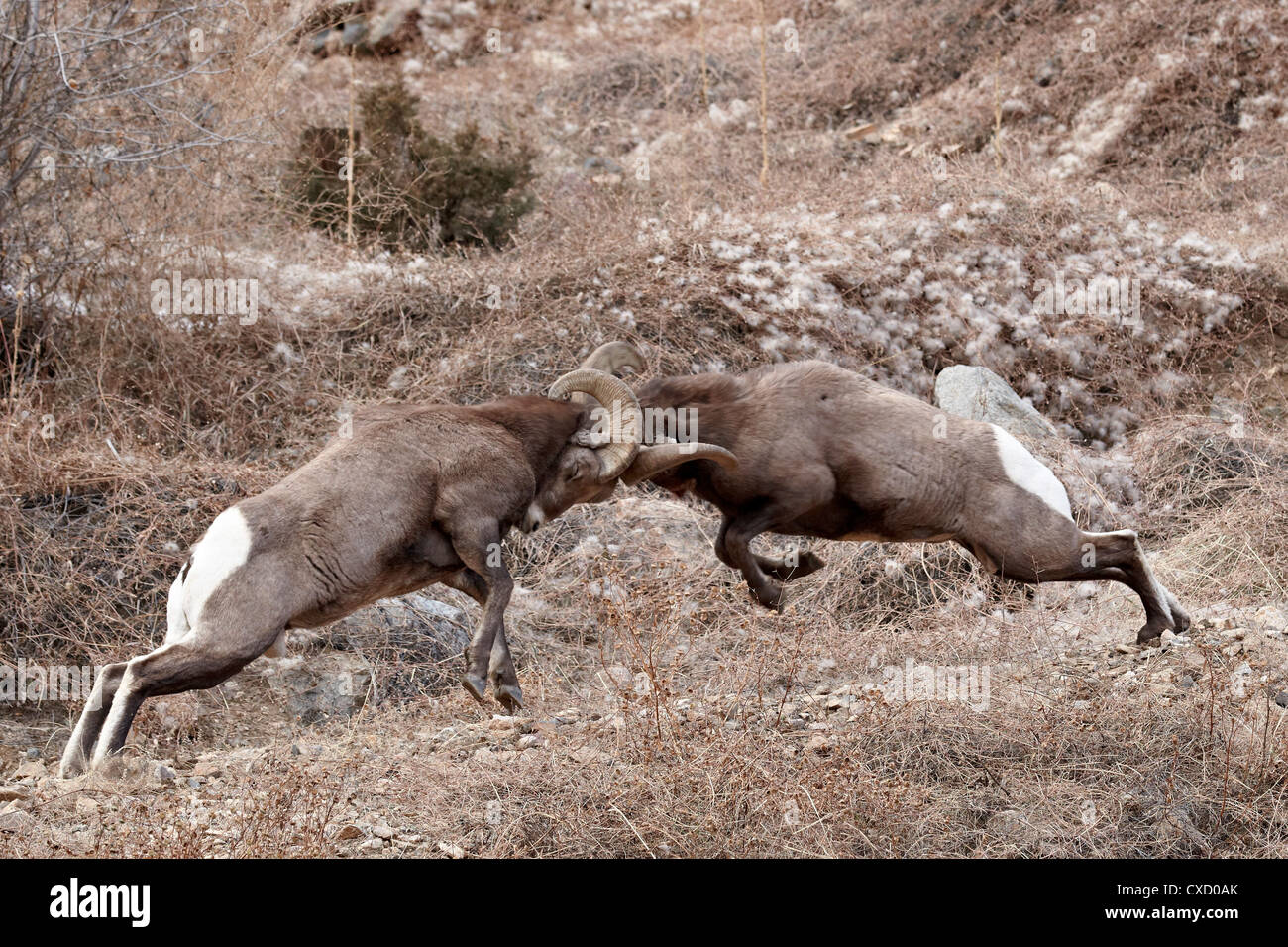 Dos borrego cimarrón (Ovis canadensis) cabeza de carneros topando, Clear Creek County, Colorado, Estados Unidos de América, América del Norte Foto de stock