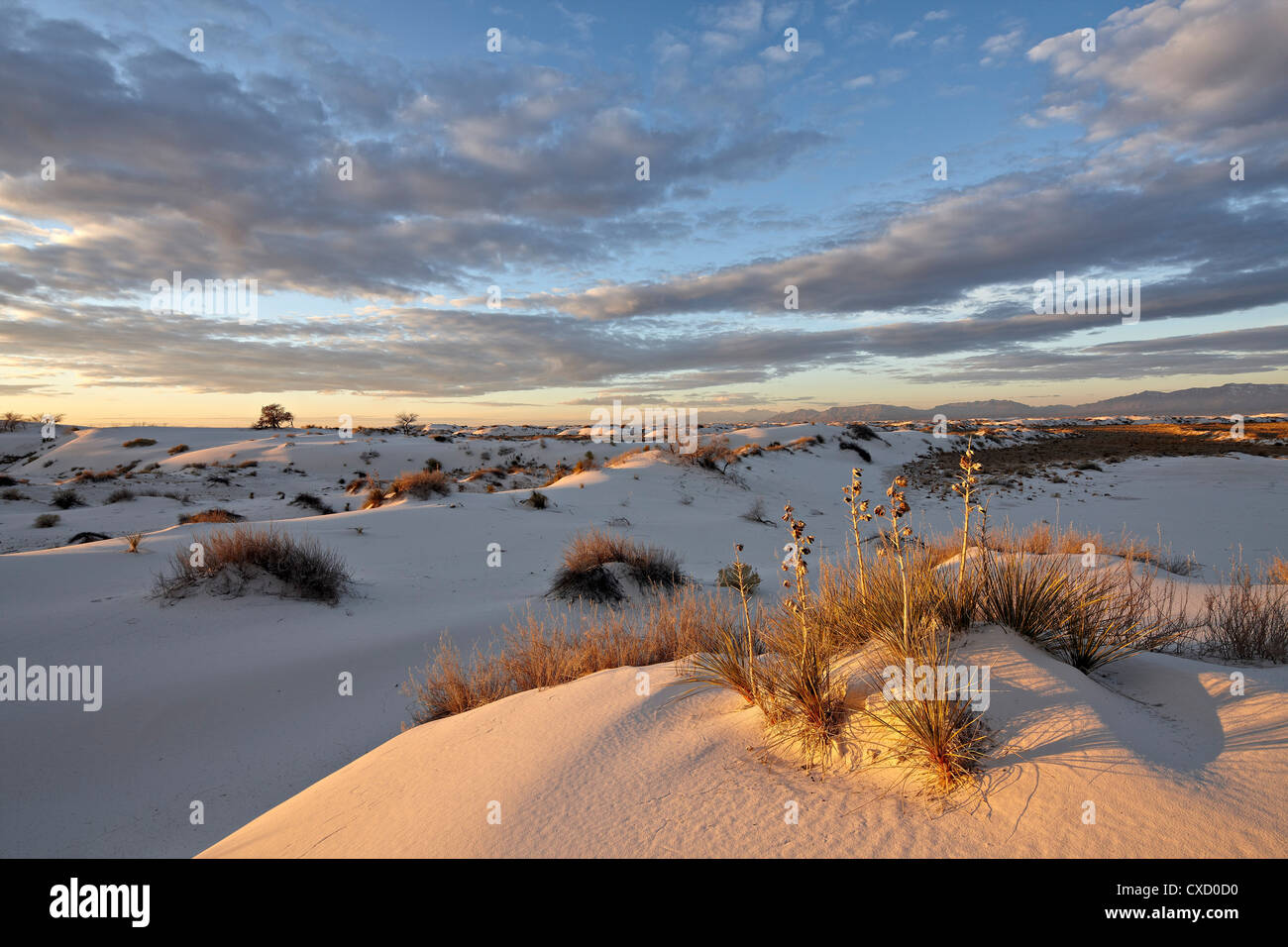 La primera luz en un clúster de yuca, entre las dunas, Monumento Nacional White Sands, Nuevo México, Estados Unidos de América Foto de stock