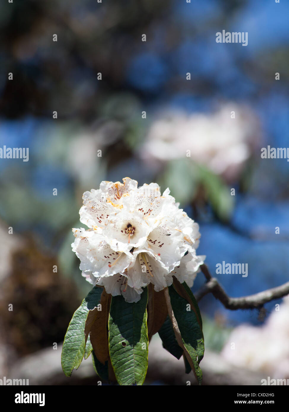 Hermoso árbol rododendro blanco floración, Nepal Fotografía de stock - Alamy