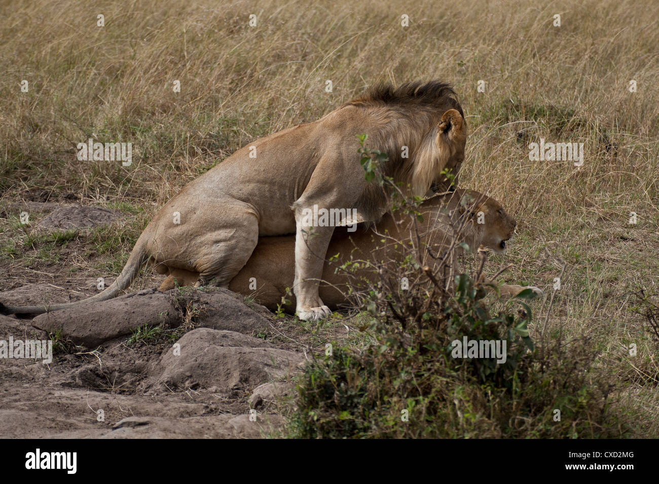 Par de leones en amor en Kenya (Panthera leo) Foto de stock