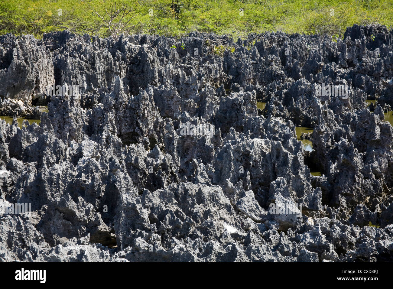 Formaciones rocosas en el infierno, Gran Caimán, Islas Caimán, Antillas Mayores, Antillas, Caribe, América Central Foto de stock