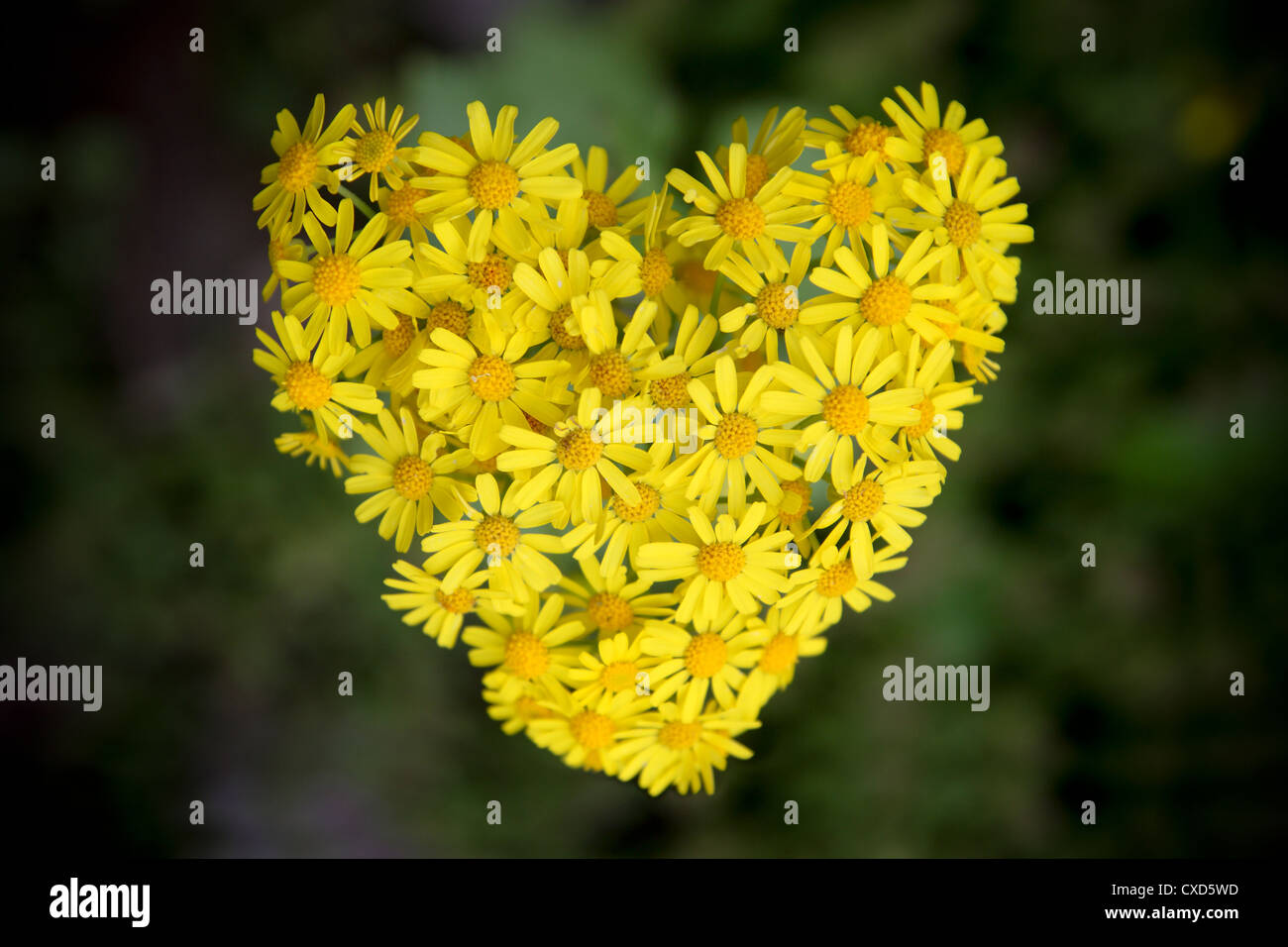 Las flores forman la forma del corazón Foto de stock