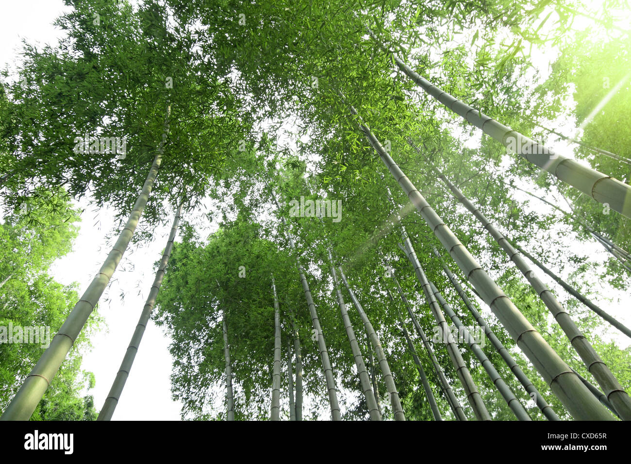 Bosque de bambú con luz solar Foto de stock