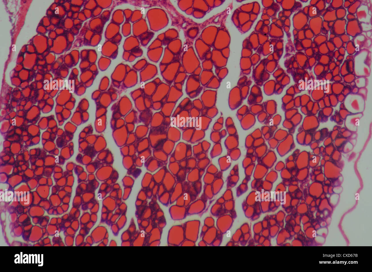 Glandula tiroides histologia fotografías e imágenes de alta resolución ...