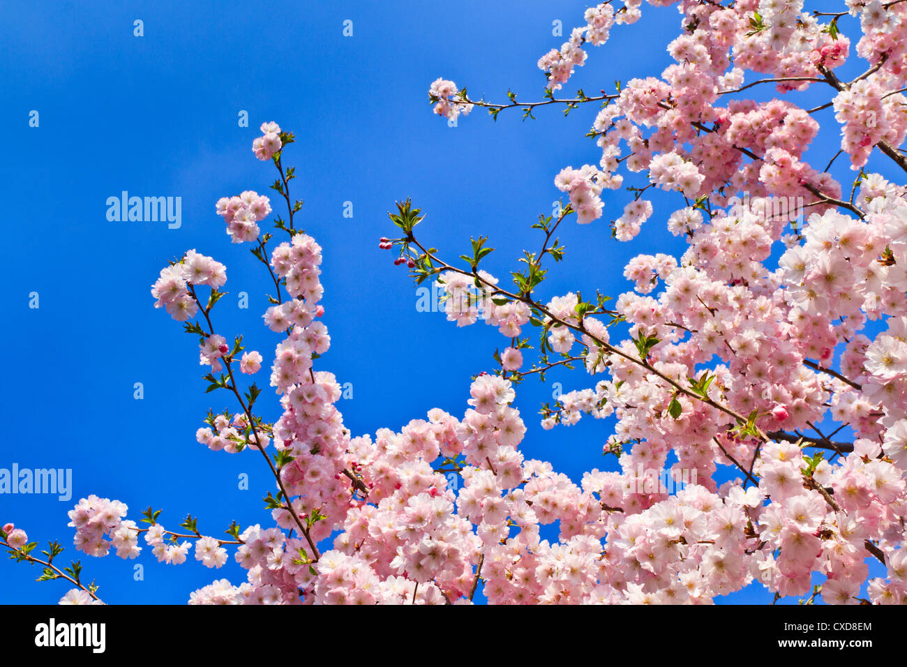 Primavera de los cerezos en flor (rosa) y fondo azul. Foto de stock