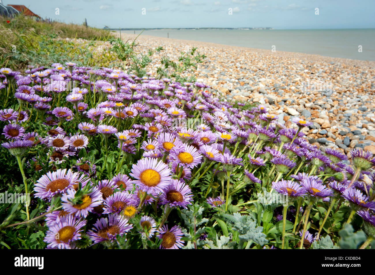 Flores Aster, crece en estado silvestre en Pebble Beach, la Bahía de Sandwich, Kent, UK Foto de stock