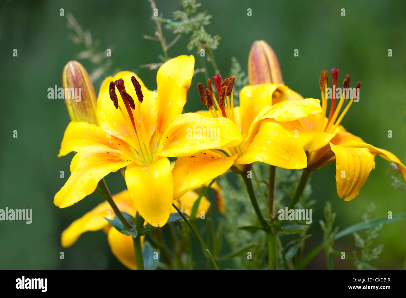 Azucena amarilla fotografías e imágenes de alta resolución - Alamy