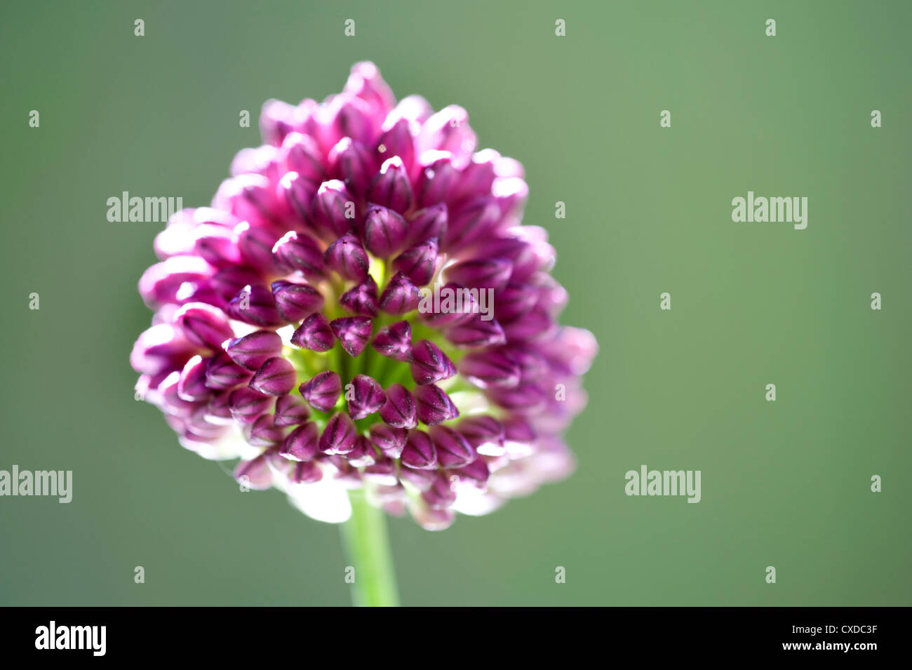 De cabeza redonda, Flor de puerro Allium sphaerocephalon, REINO UNIDO Foto de stock