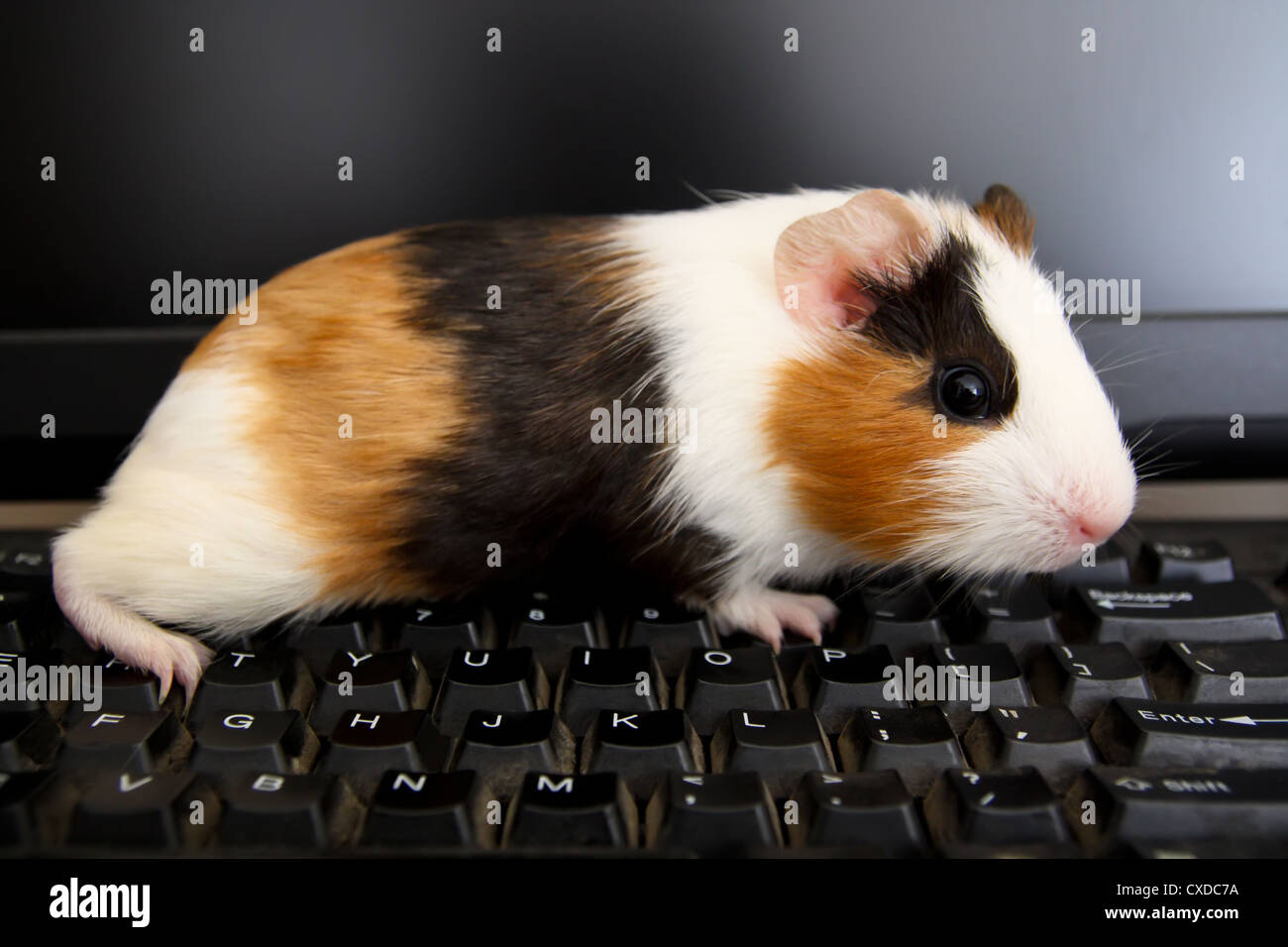 Guinea pig en el teclado Foto de stock