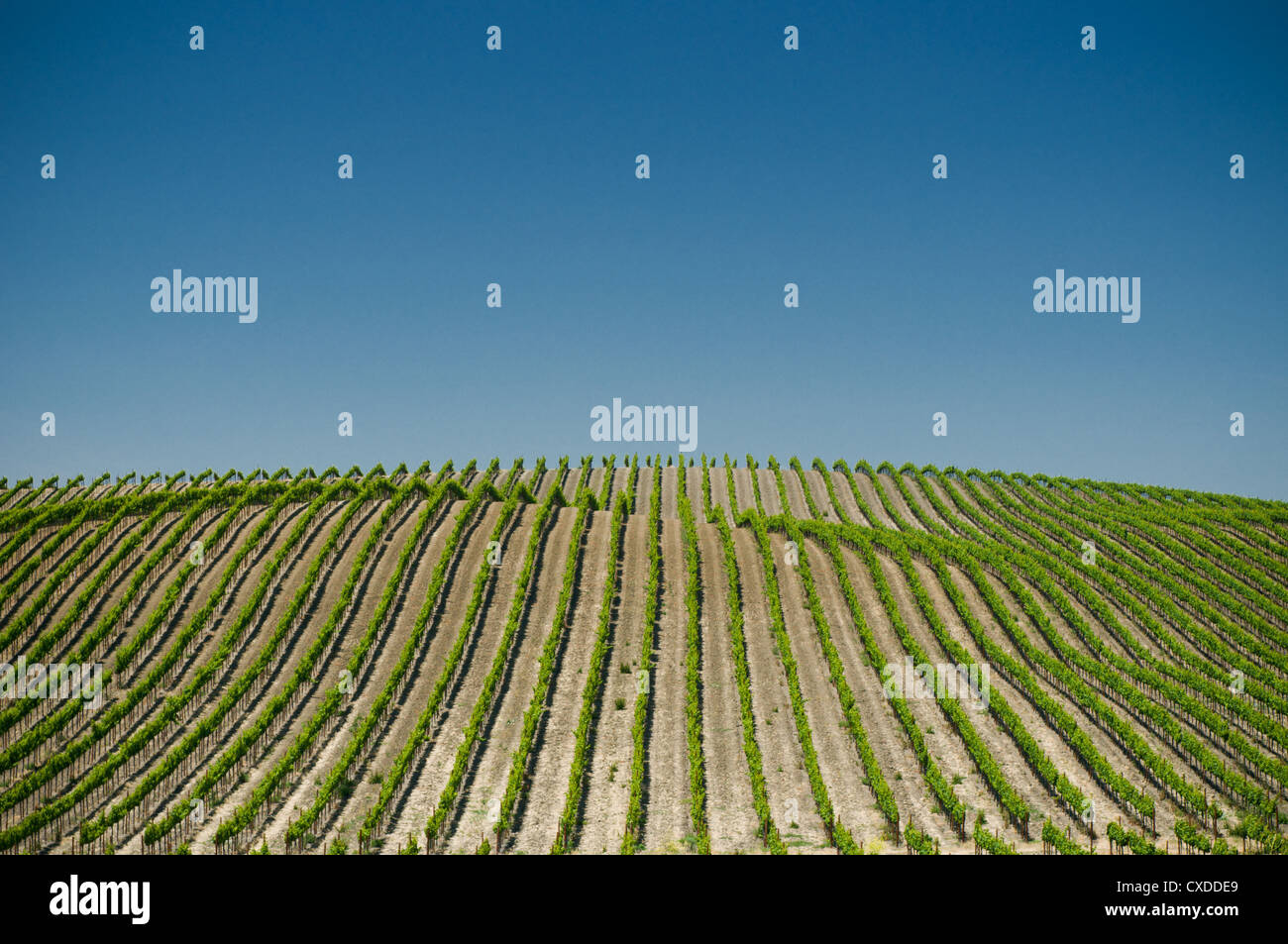Los viñedos de Napa Valley, EE.UU. Foto de stock