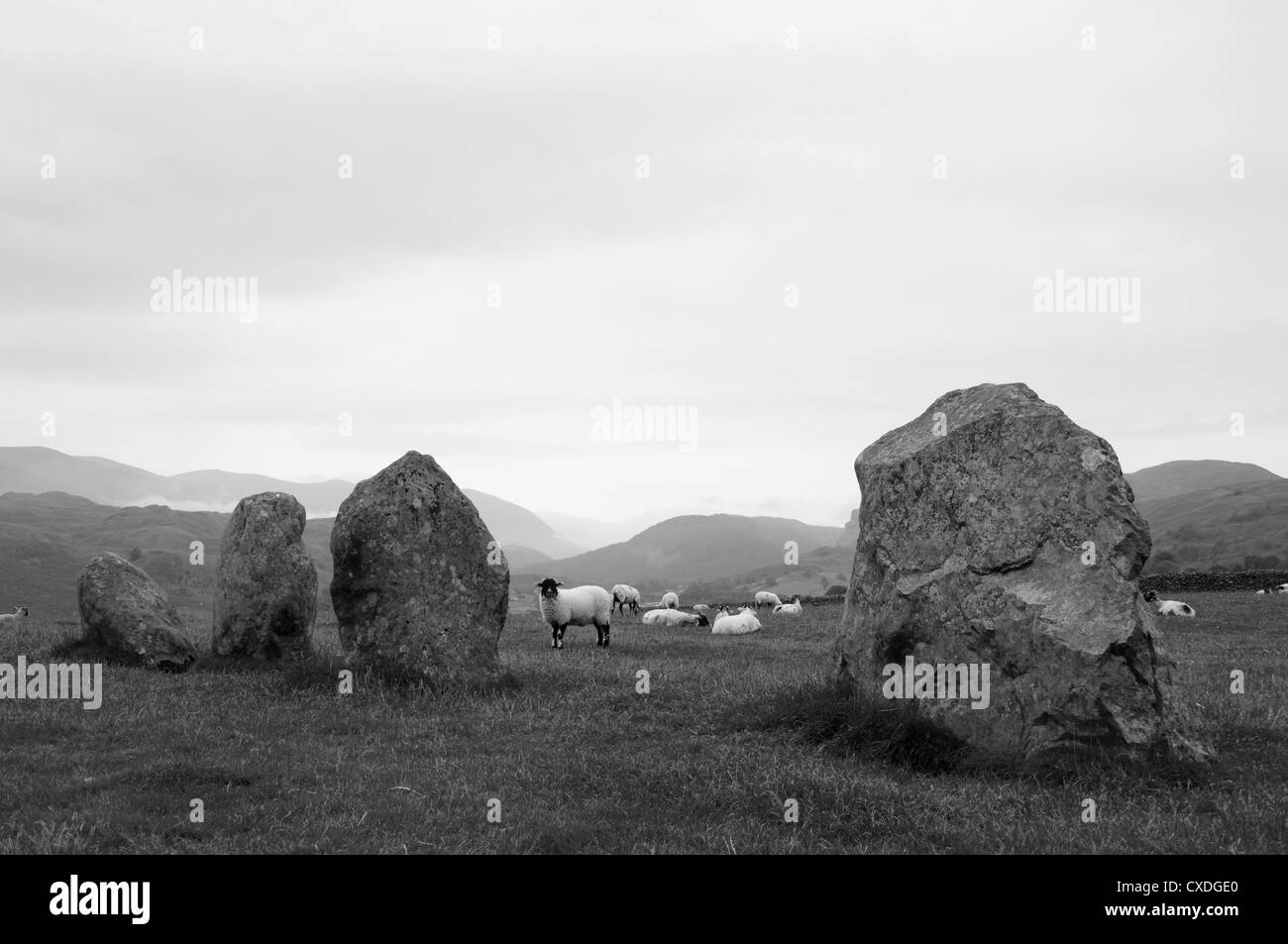 Ovejas en el círculo de piedra Castlerigg Foto de stock