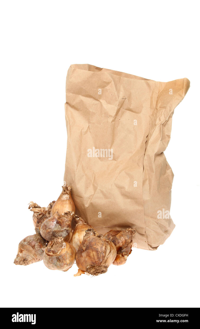 Bolsa de papel marrón y bulbos de Narciso contra un blanco aislado Foto de stock