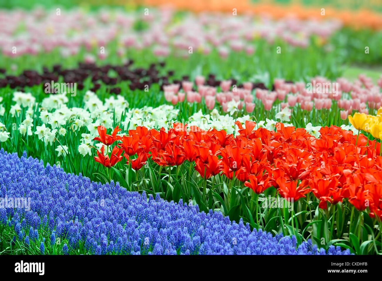 Flor-cama llena de belleza color tulipanes Foto de stock