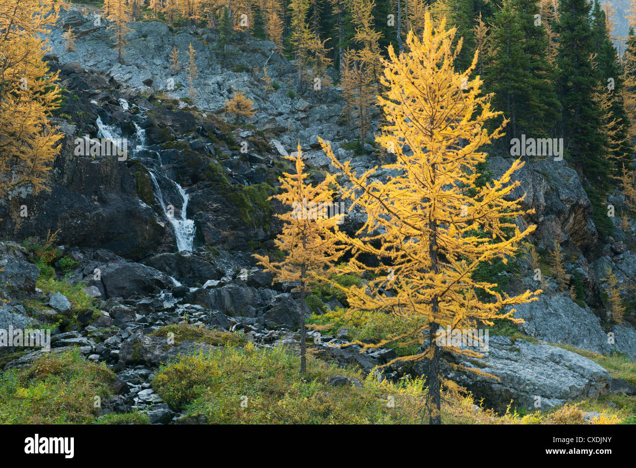 Western alerce (Larix occidentalis) , Mt. Assiniboine Provincial Park, Columbia Británica, Canadá Septiembre Foto de stock