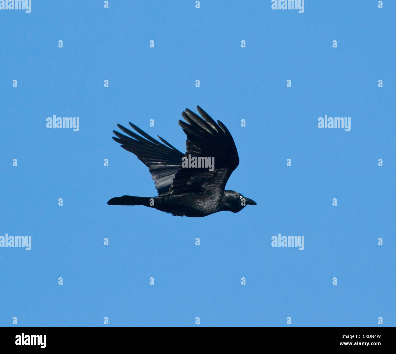 Raven australiano (Corvus coronoides) Foto de stock