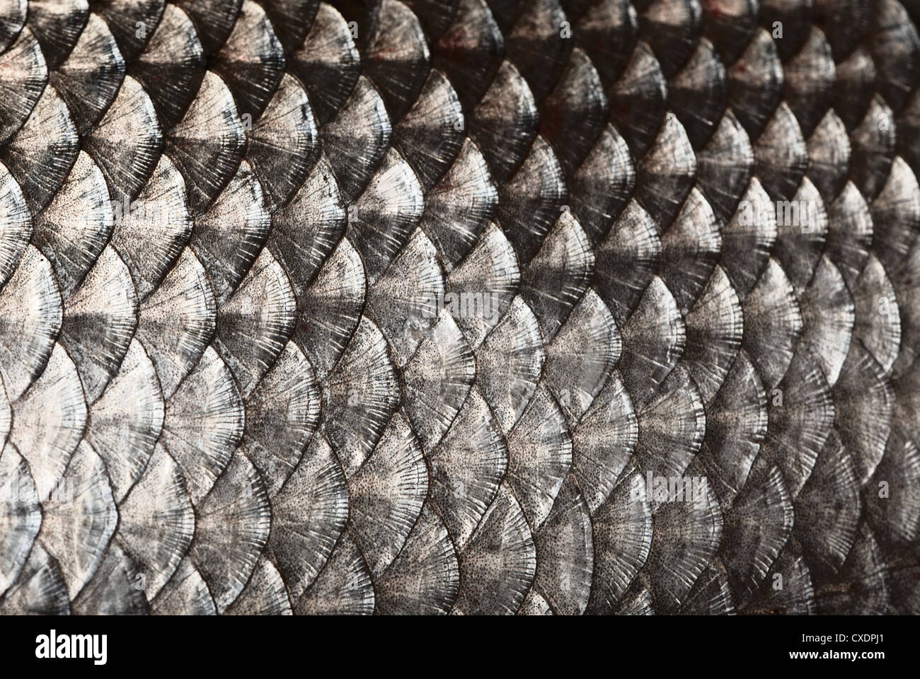 Escamas de pescado fotografías e imágenes de alta resolución - Alamy