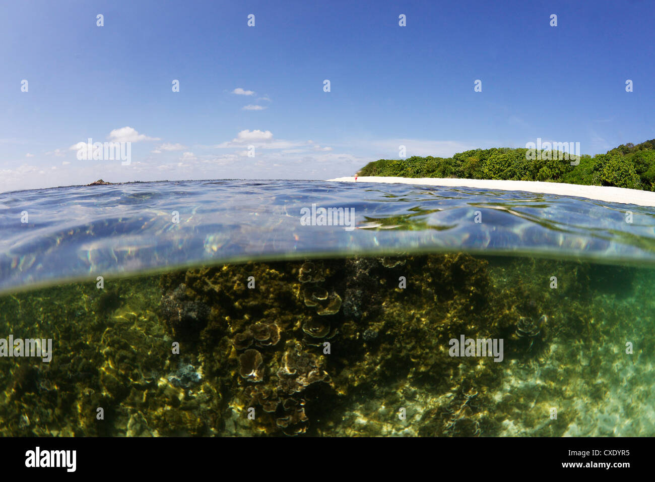 Media vista dividida submarino de Coral Beach en Pigeon Island National Park, Trincomalee, Sri Lanka, Asia Foto de stock