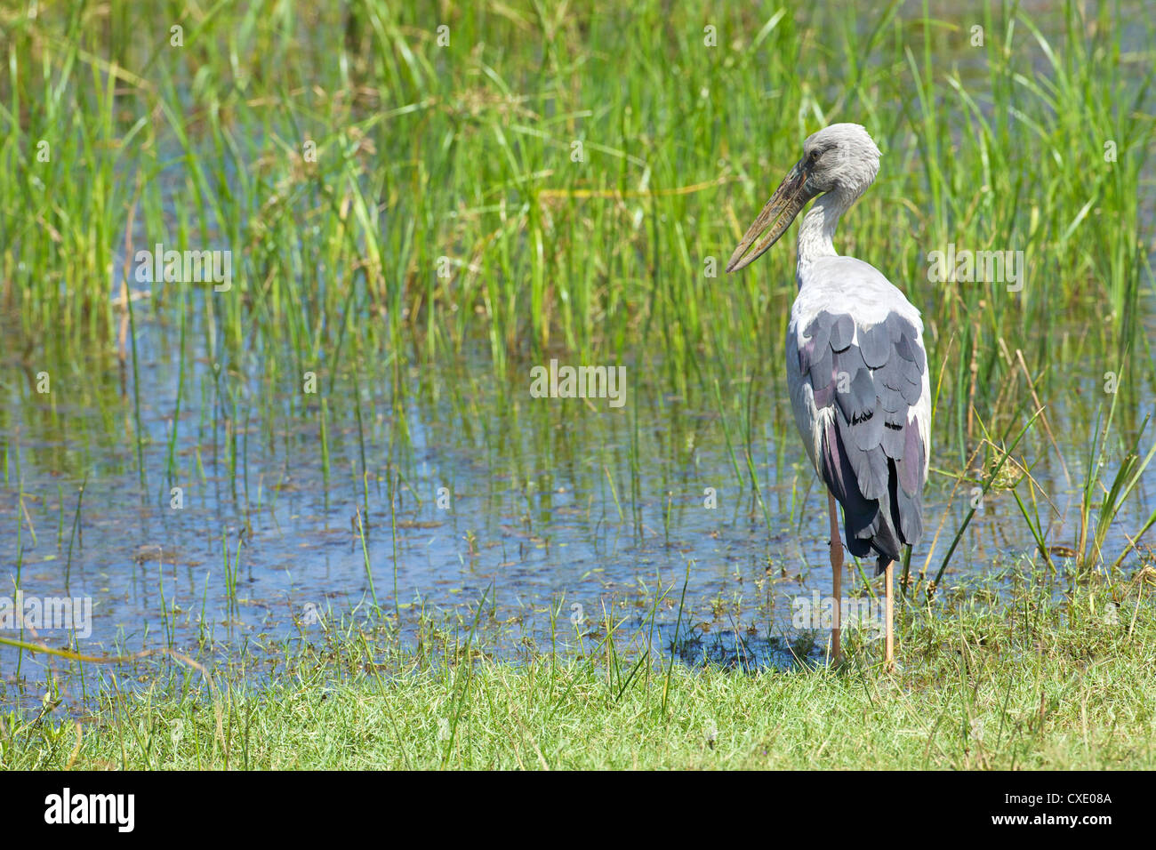 Asian Openbill (anastomus oscitans), el Parque Nacional de Yala, Sri Lanka, Asia Foto de stock