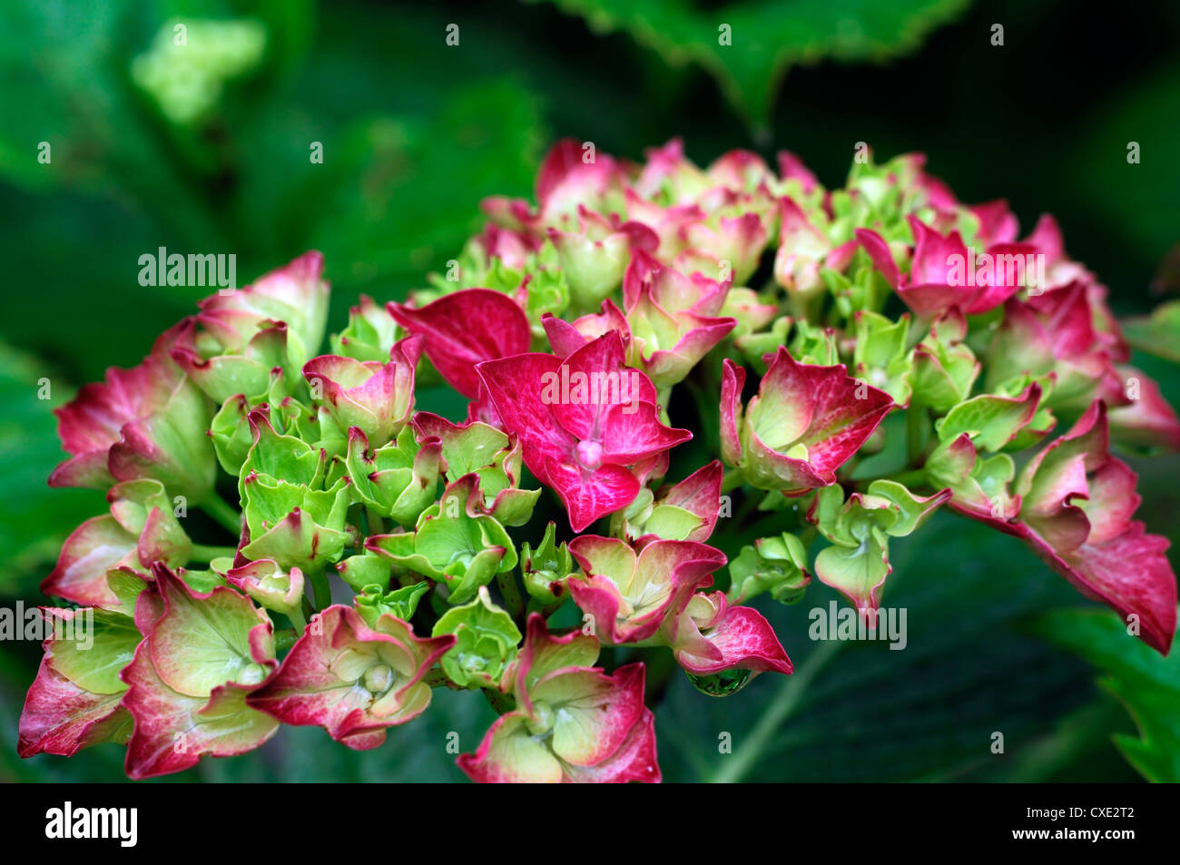 Hydrangea macrophylla alpengluhen Fotos e Imágenes de stock Alamy