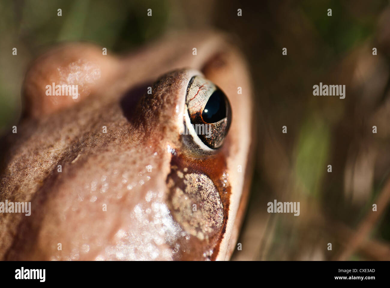 Frog - un pequeño animal con piel lisa y piernas largas que se usan para  saltar. Las ranas viven en o cerca del agua Fotografía de stock - Alamy