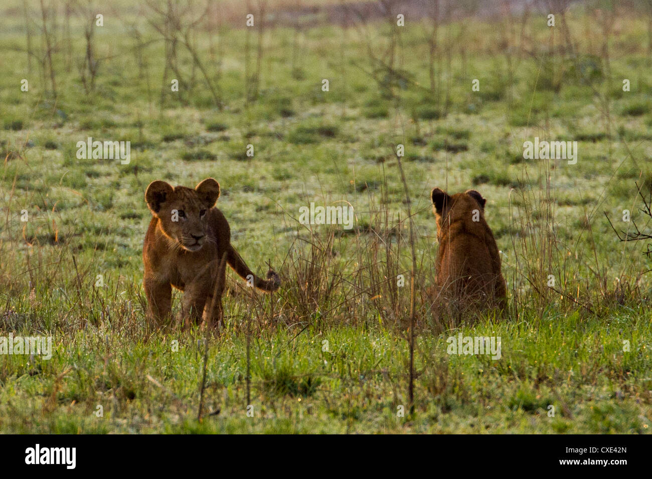 Dos cachorros de león (Panthera leo) jugando , el Parque Nacional Reina Elizabeth, Uganda Foto de stock