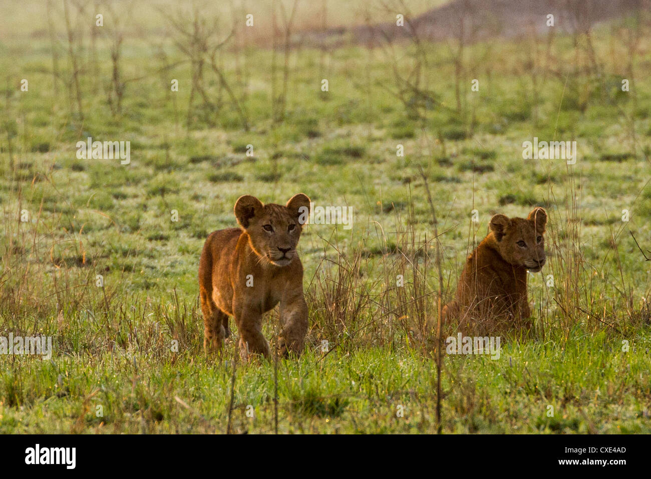 Dos cachorros de león (Panthera leo) jugando , el Parque Nacional Reina Elizabeth, Uganda Foto de stock