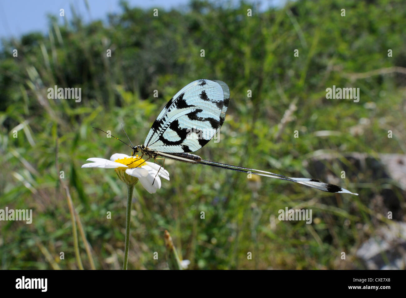 Rosca o lacewing Spoonwing lacewing alada (Nemoptera sinuata) alimentación en ojo de buey margarita (Leucanthemum vulgare), Lesbos, Grecia Foto de stock