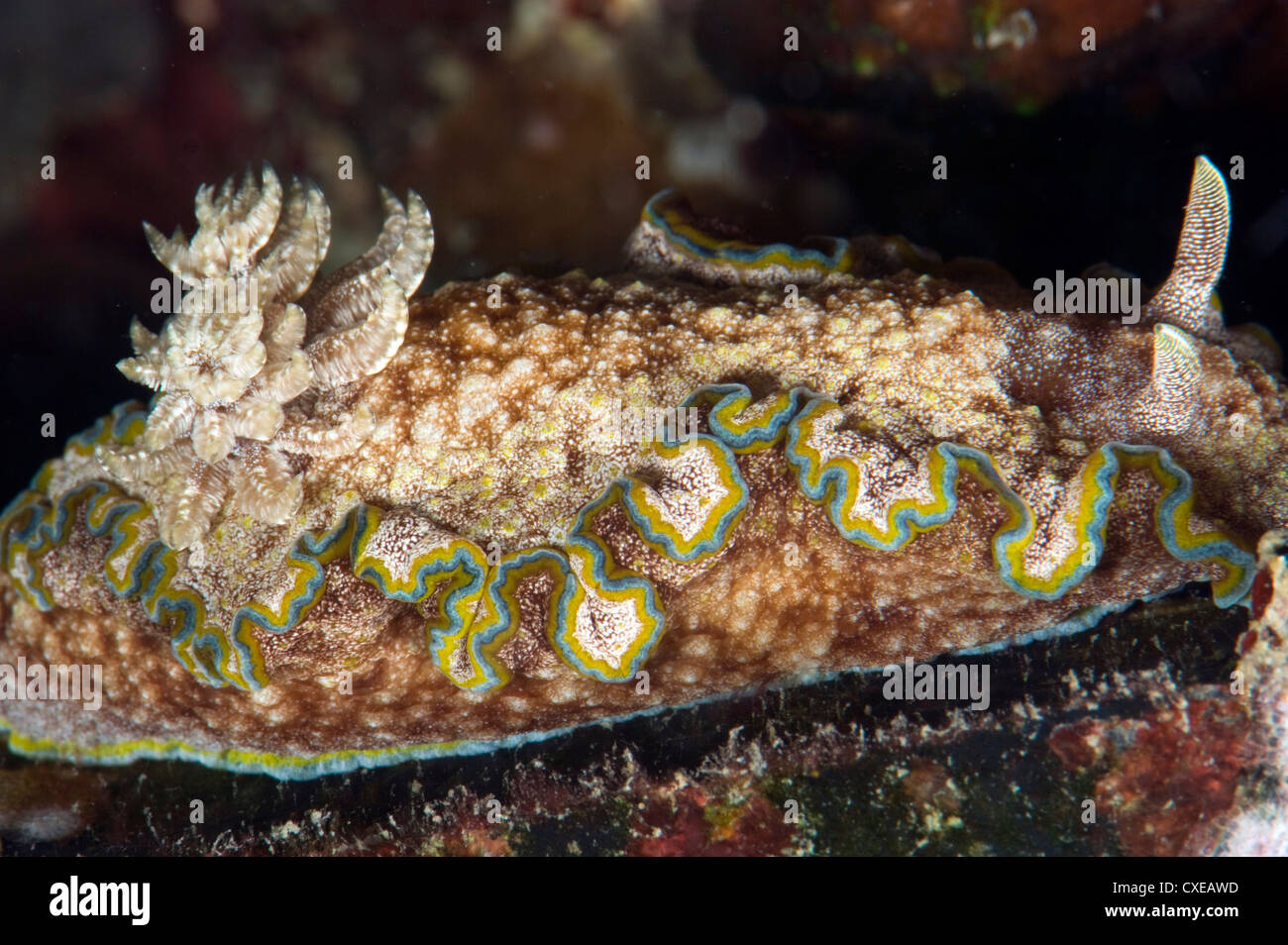 Nudibranch (Chromodoris albopunctata), crece a 65mm, las aguas del Indopacífico, Filipinas, el sudeste de Asia, Asia Foto de stock