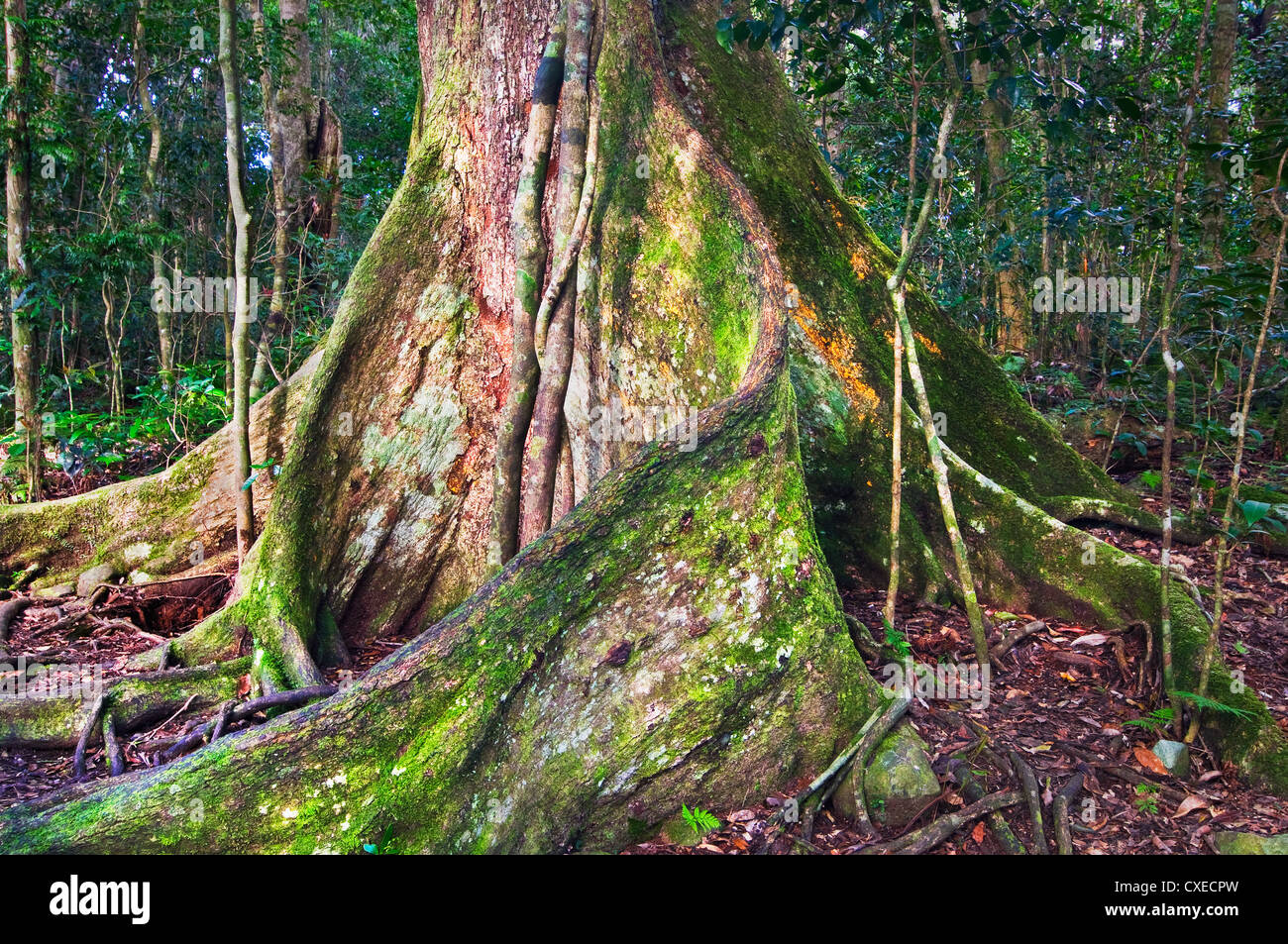 Raíces gigantes de un árbol Booyong Negro en el Parque Nacional de Lamington. Foto de stock