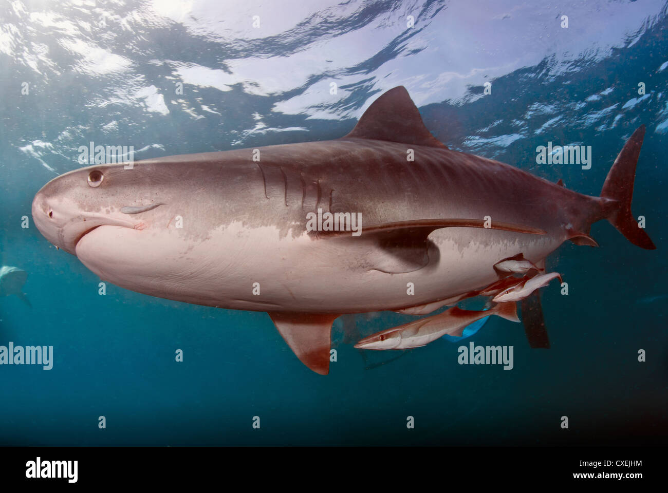 Tiburón tigre en relación simbiótica con remore peces, que nadan juntos Fotografía de stock Alamy Tiburón tigre en relación simbiótica con remore peces, que nadan juntos Fotografía de stock Alamy