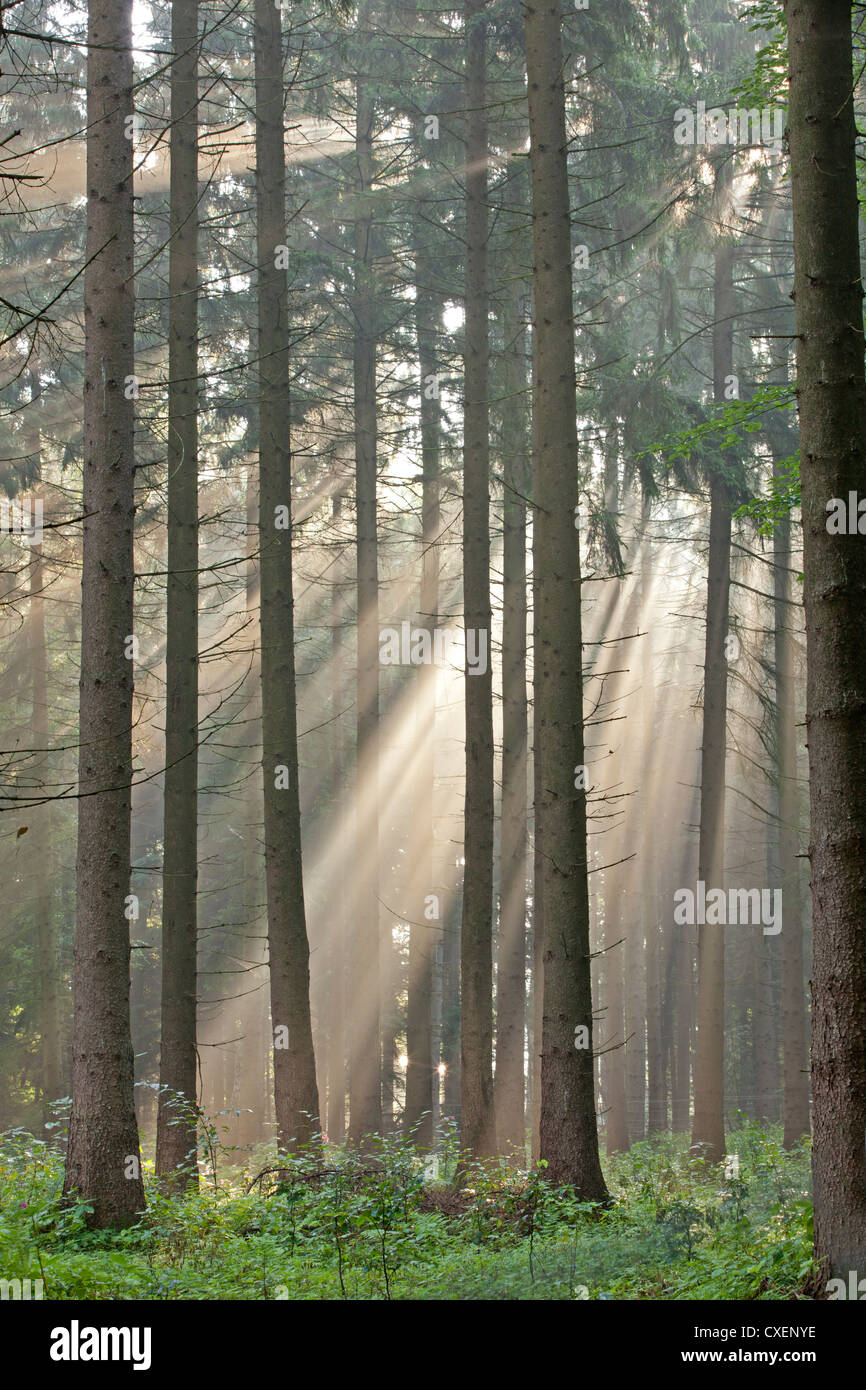 Rayos de sol en el bosque Foto de stock