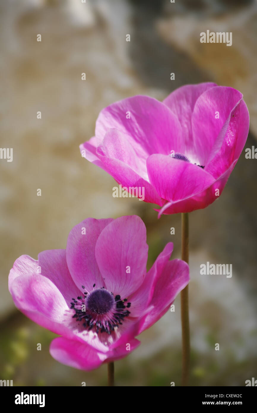 Flores finas fotografías e imágenes de alta resolución - Alamy Flores finas fotografías e imágenes de alta resolución - Alamy