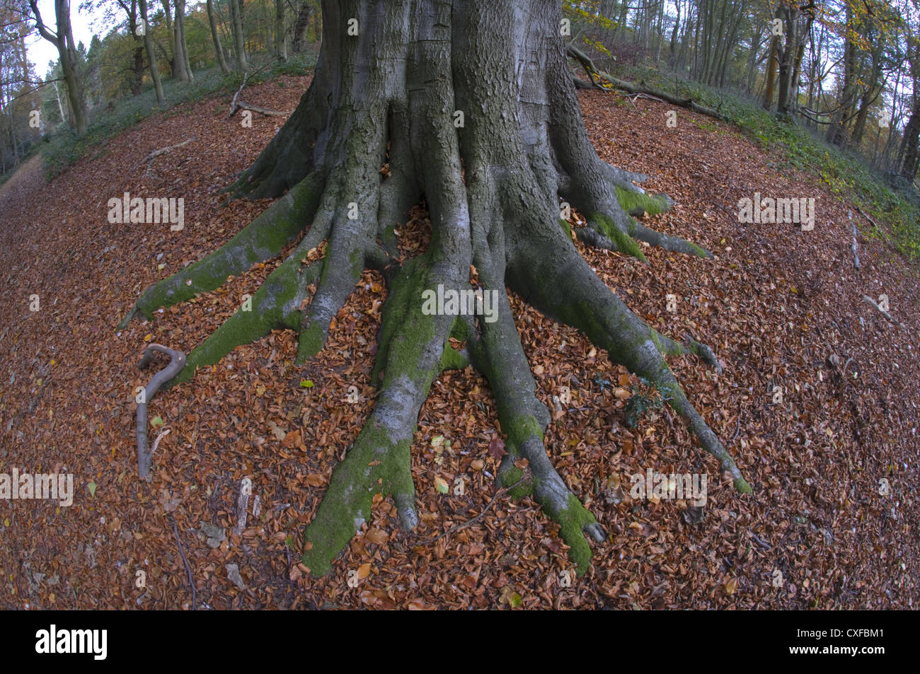 Beech Fagus sylvatica raíz en otoño Foto de stock