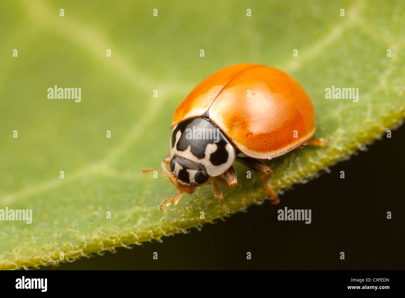Un pulido de la Dama Escarabajo (Cycloneda munda), se yergue sobre una hoja. Foto de stock