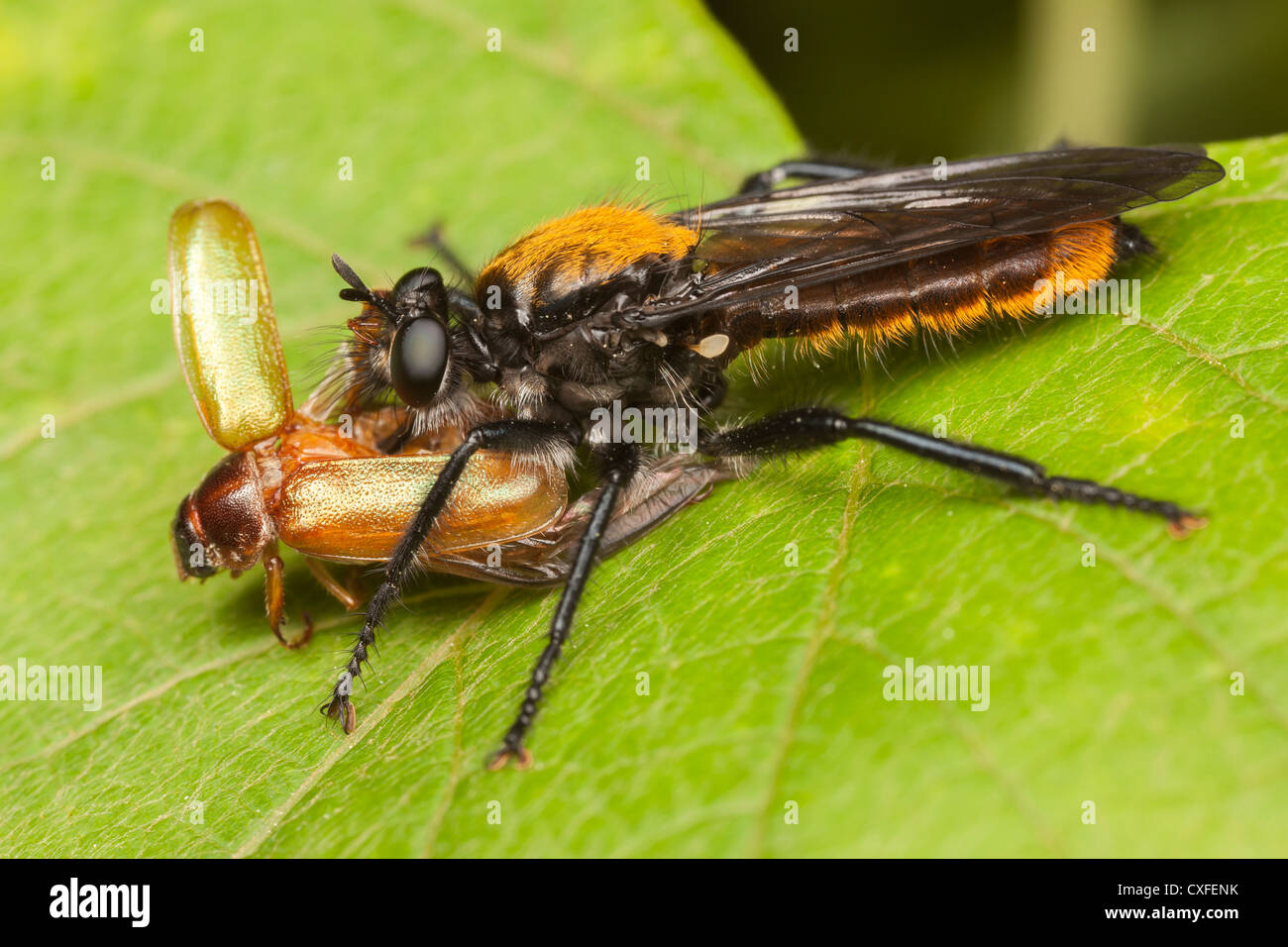Un ladrón volar (Laphria sp.) del sericea/aktis complejo de especies con el recién capturado puede Escarabajo (Dichelonyx albicollis) presa. Foto de stock