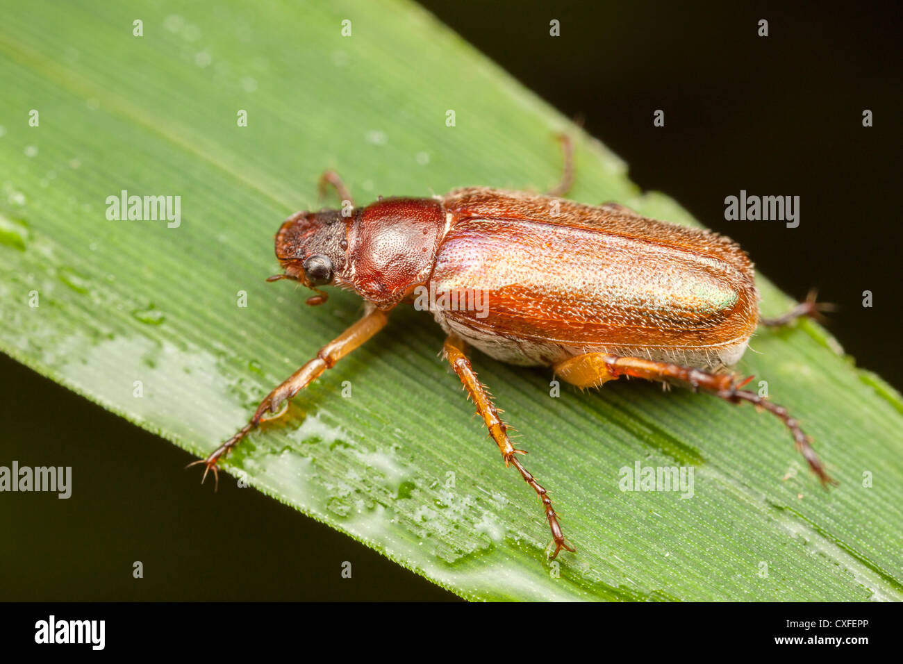 Puede Escarabajo (Dichelonyx albicollis) Foto de stock