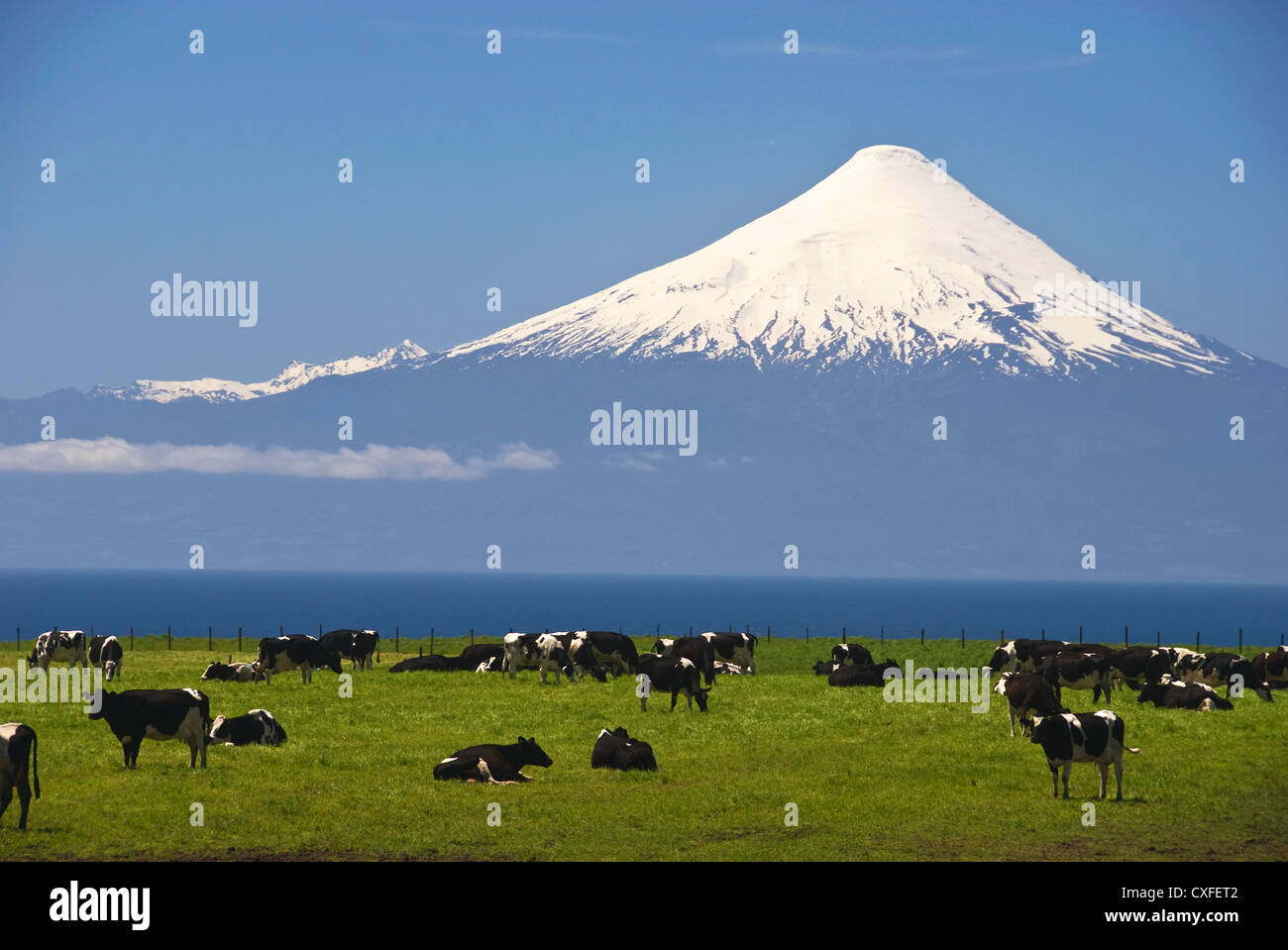 Elk198-3501 Chile, Lago Llanquihue, el volcán Osorno, vacas en la pastura Foto de stock