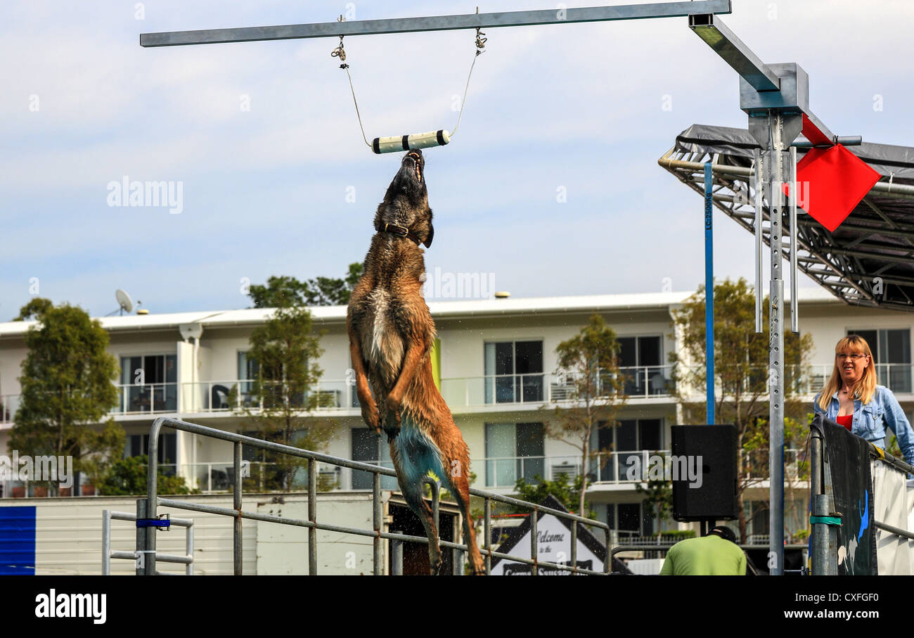 Dock perros en la décima edición anual de Gold Coast expo Mascotas y animales, patrocinado por el Consejo de la ciudad de Gold Coast, gratis para el público Foto de stock