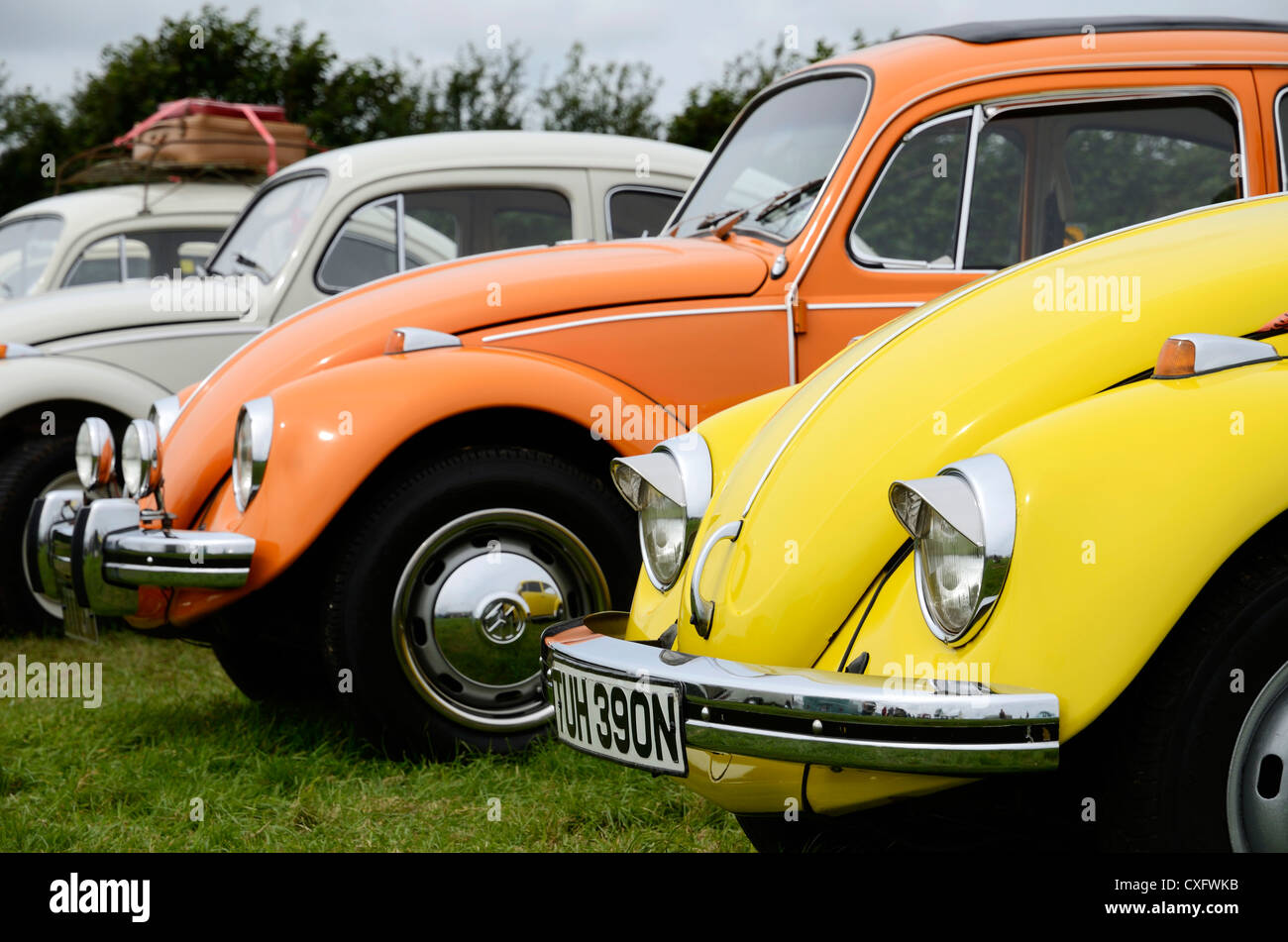 Los escarabajos de Volkswagen en un rally de VW, REINO UNIDO Foto de stock