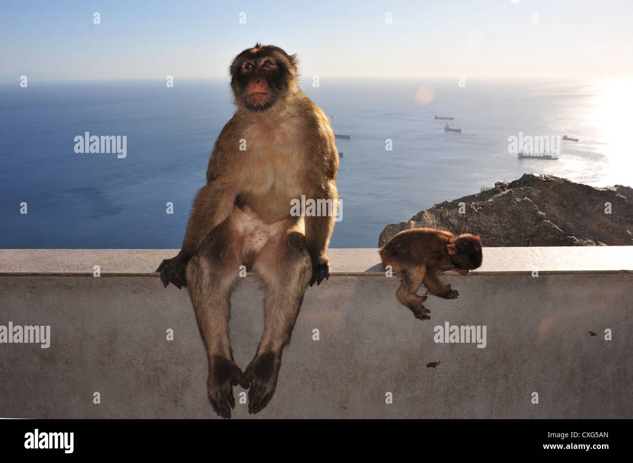 Los monos macacos Barbary en el Peñón de Gibraltar Foto de stock